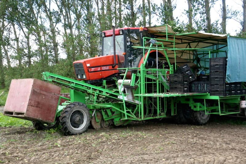 De primeuraardappelen worden op de rooier geschoond, gesorteerd en gekist.