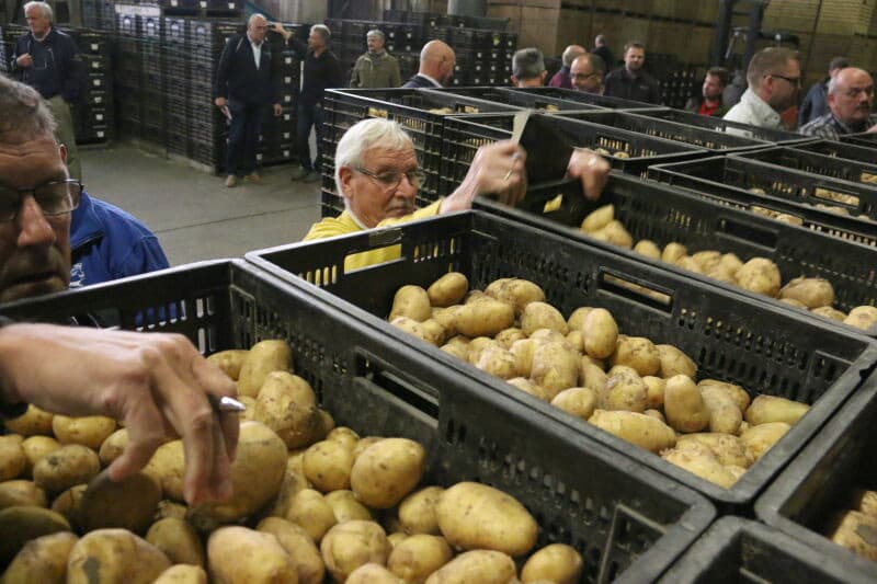 In het perceel met Dorés zijn veel planten weggevallen. Goedegebuure schat dat hij uiteindelijk ongeveer een derde van de normale opbrengst haalt. De Frieslander heeft zich beter hersteld en zal nog wel een redelijke opbrengst halen. Een groot deel van zijn teelt vermarkt Goedegebuure zelf.