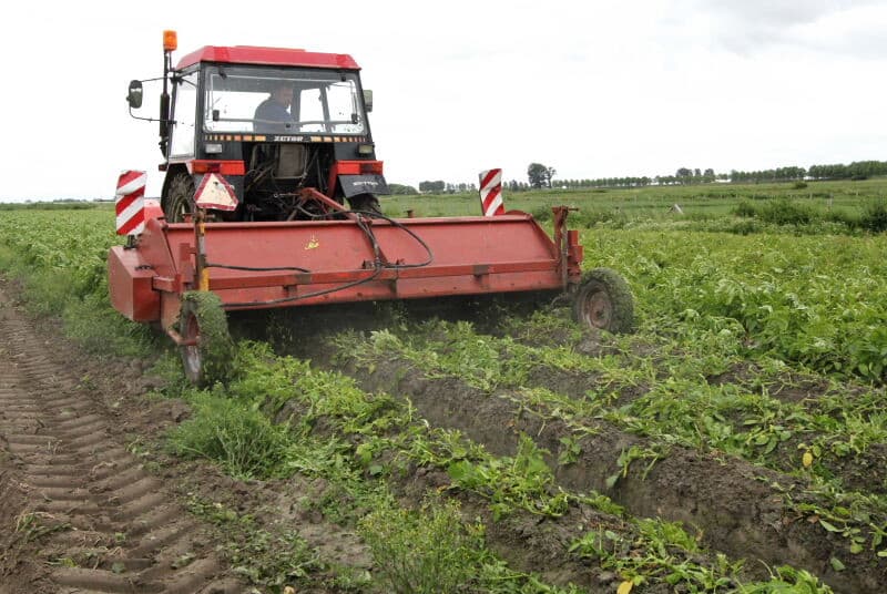 Voor het rooigedeelte is een oude 2-rijige Wuhlmaus gebruikt. Op de rooimatten is goed te zien dat de aantal knollen per plant niet hoog is . Dit is dit seizoen overigens het algemene beeld bij de vroege teelt. De opbrengst is nu ongeveer 15 ton per hectare.