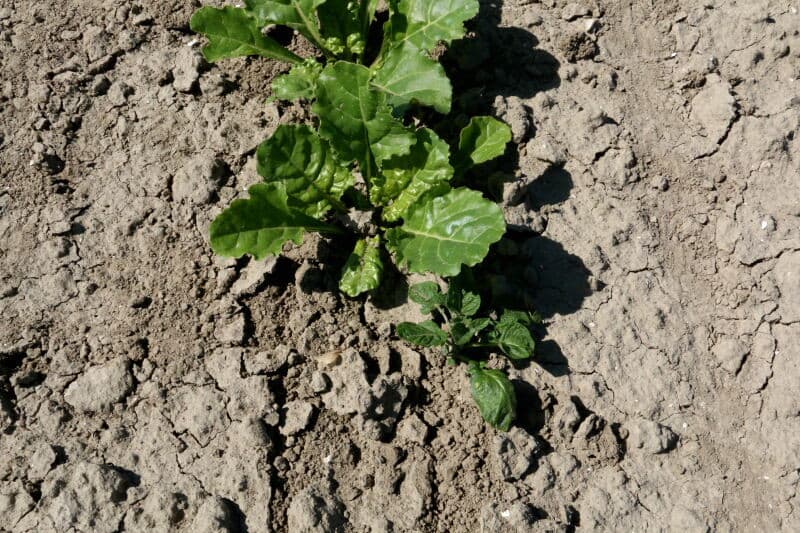 Voor het aanstippen gebruikt Rijm een combinatie van glyfosaat en MCPA. Zijn ervaring is dat 9 van de 10 planten ook niet doodgaan aan deze behandeling. De groei stopt wel, zodat de uien er niet zoveel hinder meer van ondervinden.