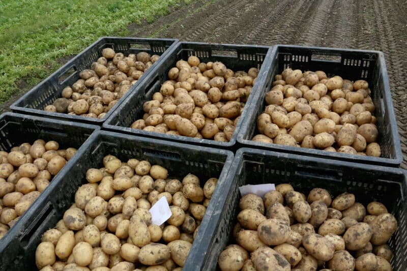 Als een pallet vol is wordt deze onder het rooien op de grond gezet. Een pallet bevat 42 kistjes met ieder 20 kilo aardappelen.