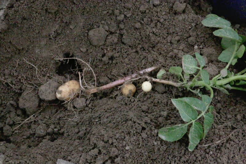 Na de veiling neemt aardappelgroothandel Greydanus uit Heerenveen alvast enkele kistjes van de aangekochte partijen Doré en Frieslander mee naar Friesland. Later wordt de rest op pallets met een vrachtwagen opgehaald.