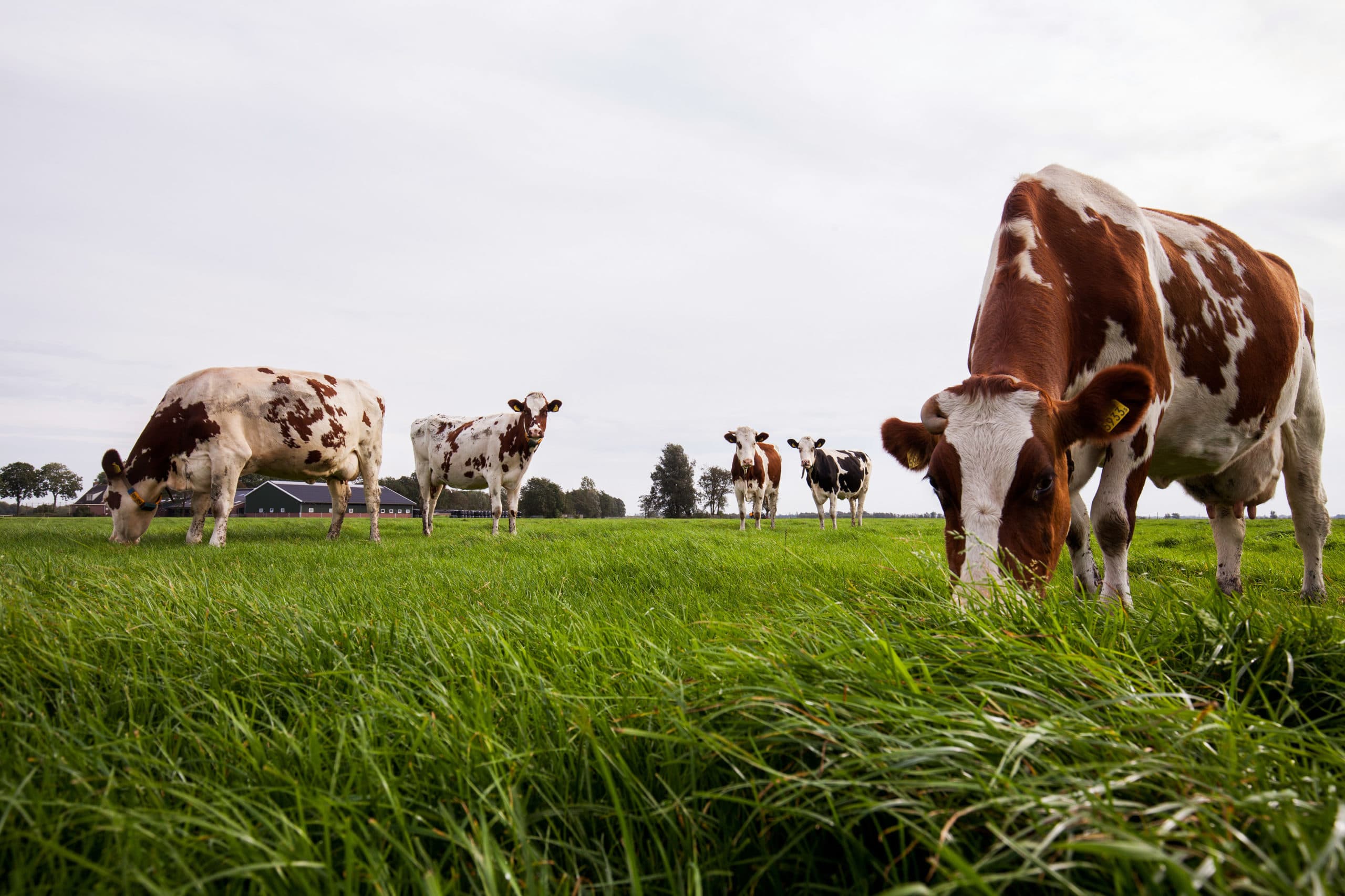 Foto: Herbert Wiggerman