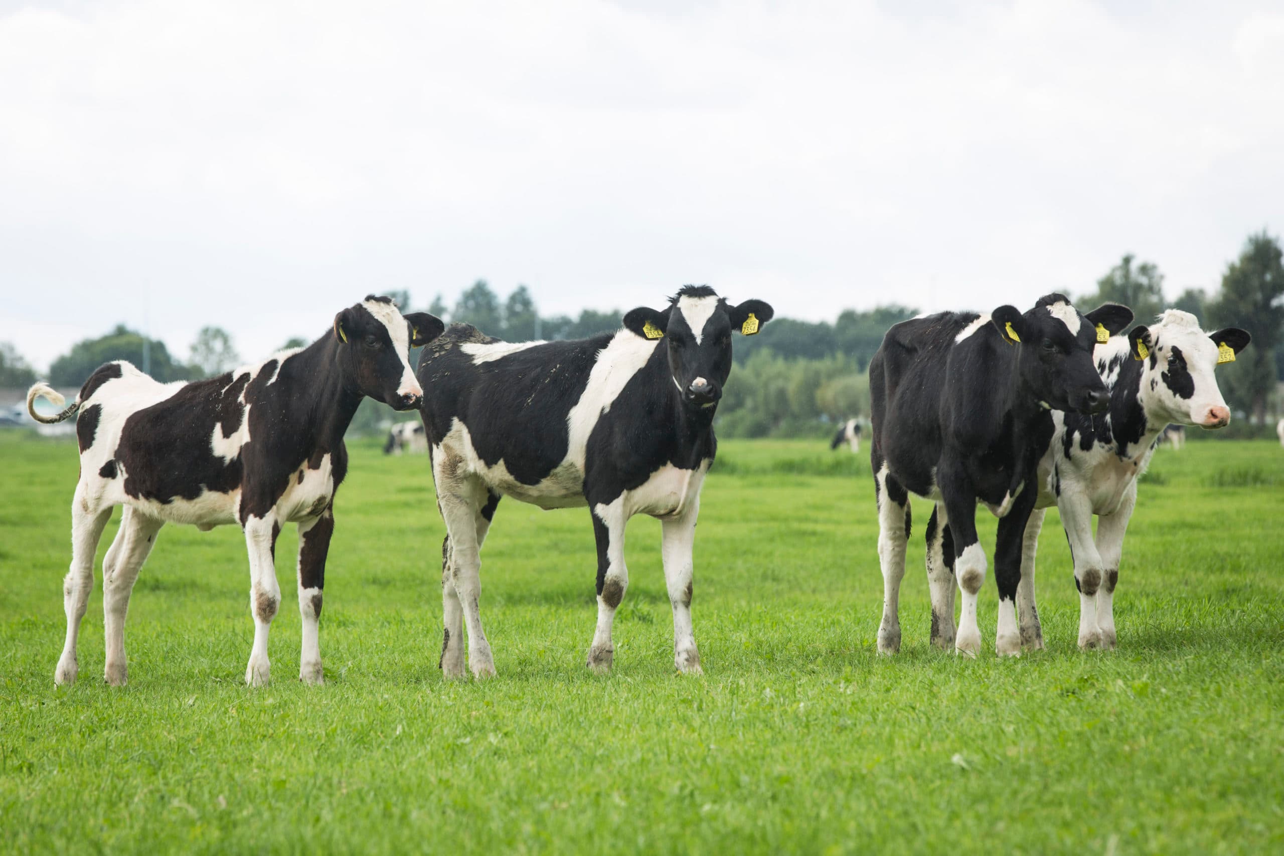 Foto: Koos Groenewold