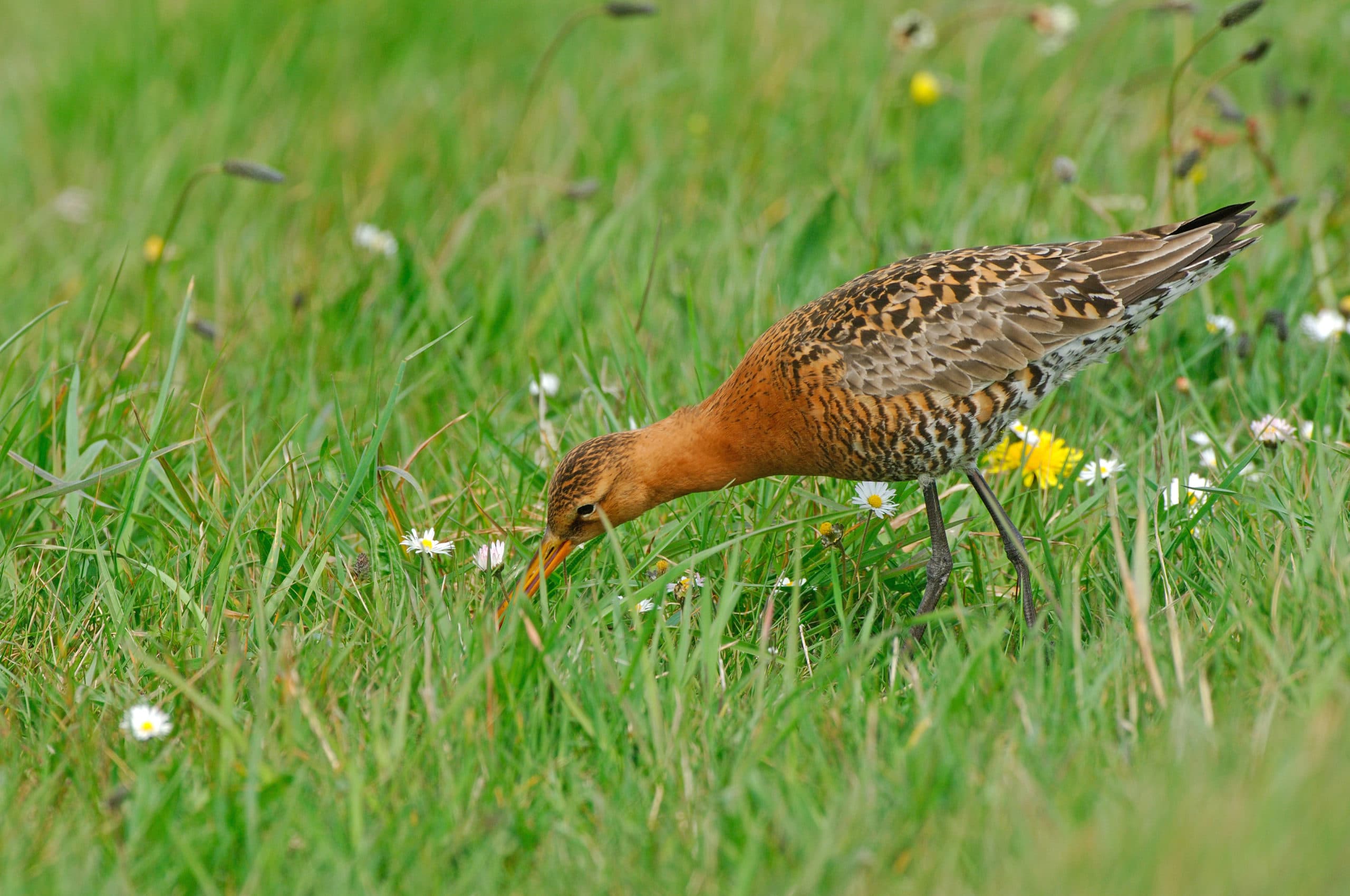 Grutto. Weidevogels hebben het zwaar. - Foto: Hans Hut