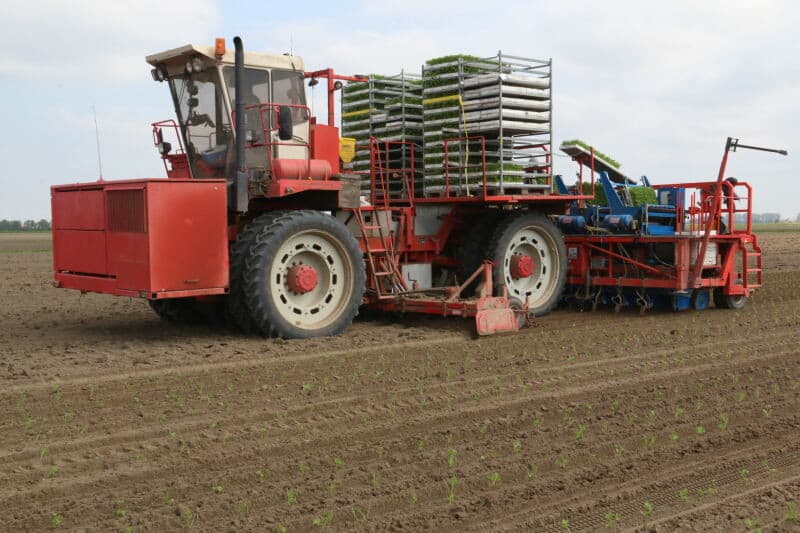 De knolselderijplantjes worden met dubbele lepels om en om uit de tray gepakt. Deze trays hebben rijen van 19 pluggen.