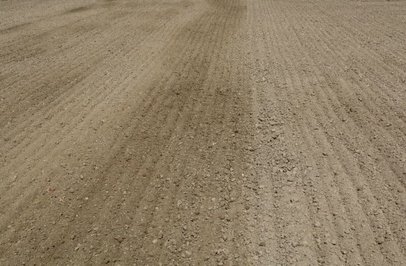 Een paar dagen eerder had het 15 millimeter geregend. Meer millimeters waren welkom geweest, maar deze hoeveelheid was voldoende om voor bonen een geschikt zaaibed te creëren.