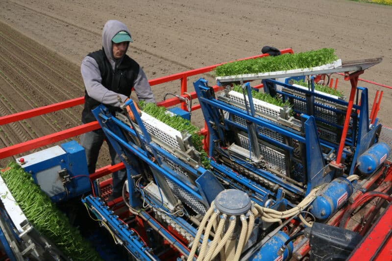 De werktuigendrager staat rondom op dubbellucht op rijafstand zodat de planten altijd in onbereden grond groeien.