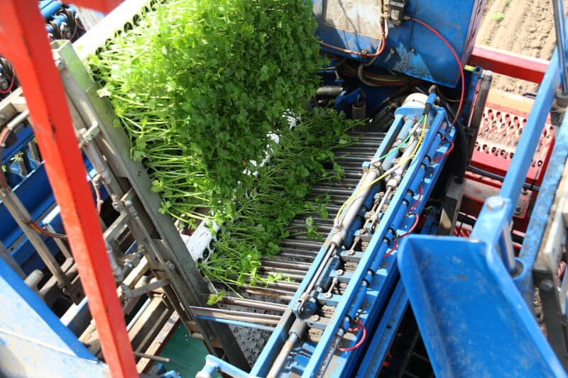 Lokers plant hier met een Ferrari volautomatische plantmachine die wordt getrokken door een tot werktuigdrager gestripte voormalige Agrifac-bietenrooier. Midden onder de machine hangt een rotorkopeg om de grond plantklaar te leggen.