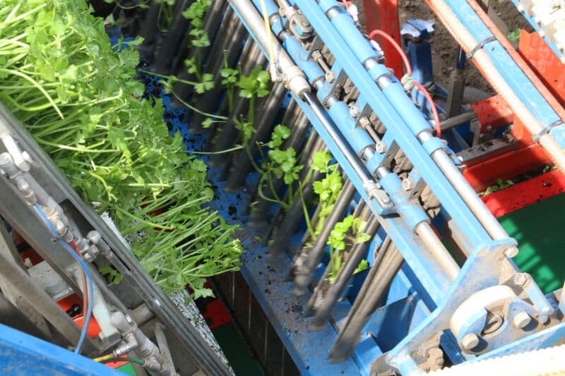 Loonbedrijf Lokers uit het Brabantse Zevenbergen plant bij knolselderij teler Cees Breure in Zuid-Beijerland (Z.-H.)