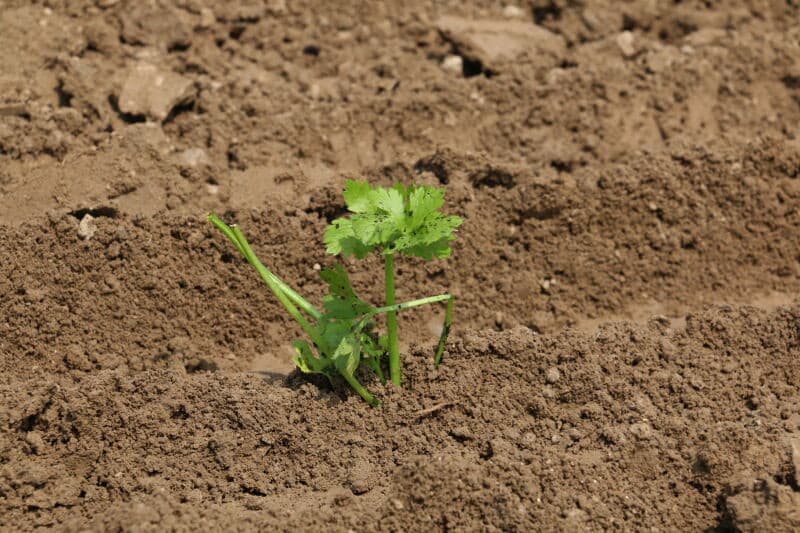 Met smalle kouters wordt het plantspoor getrokken. De plantautomaat zet hier de plantjes in. In het plantspoor wordt meteen het granulaat fysiostart toegediend. Op dit perceel zijn vorig jaar spruiten geteeld. Na de oogst in het najaar is het perceel geploegd en nu kort voor het planten voorbewerkt. Tijdens het planten wordt nog geroterd.