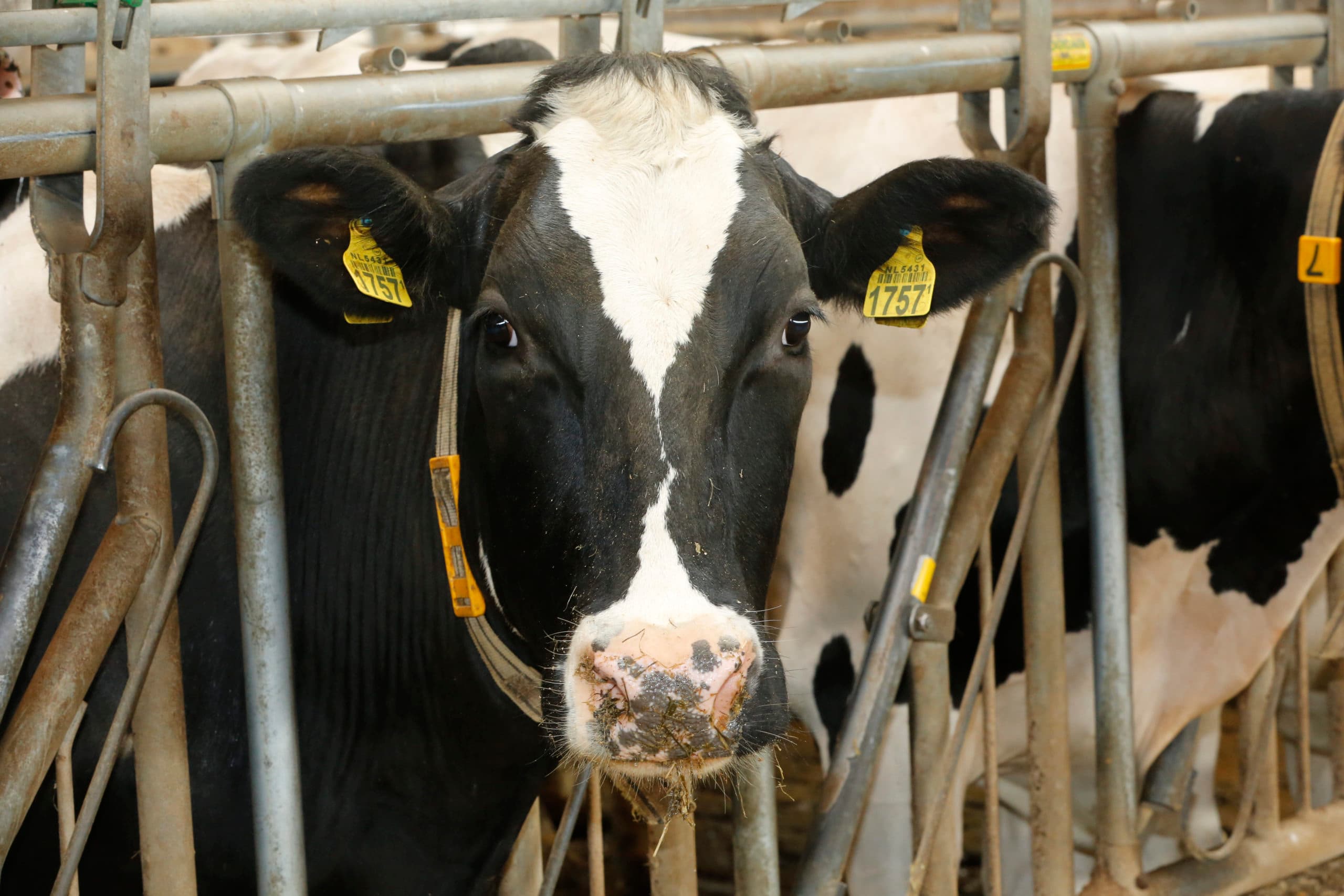 Zwartbonte koe aan het voerhek. - Foto: Henk Riswick