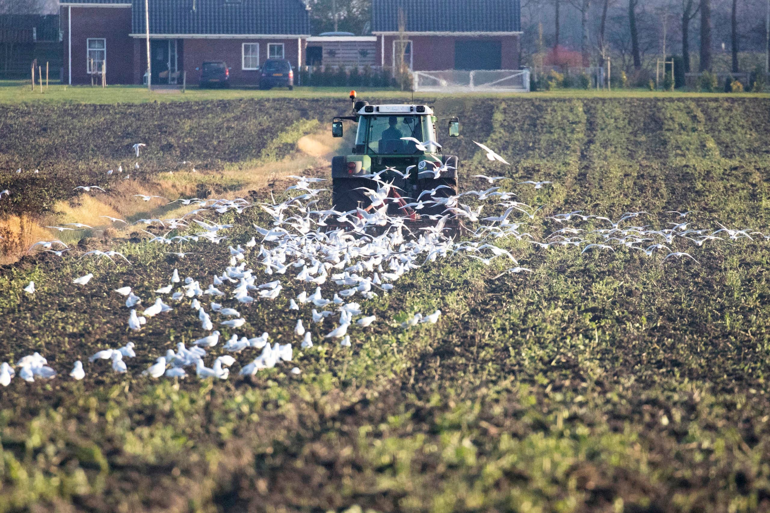 Foto: Koos van der Spek