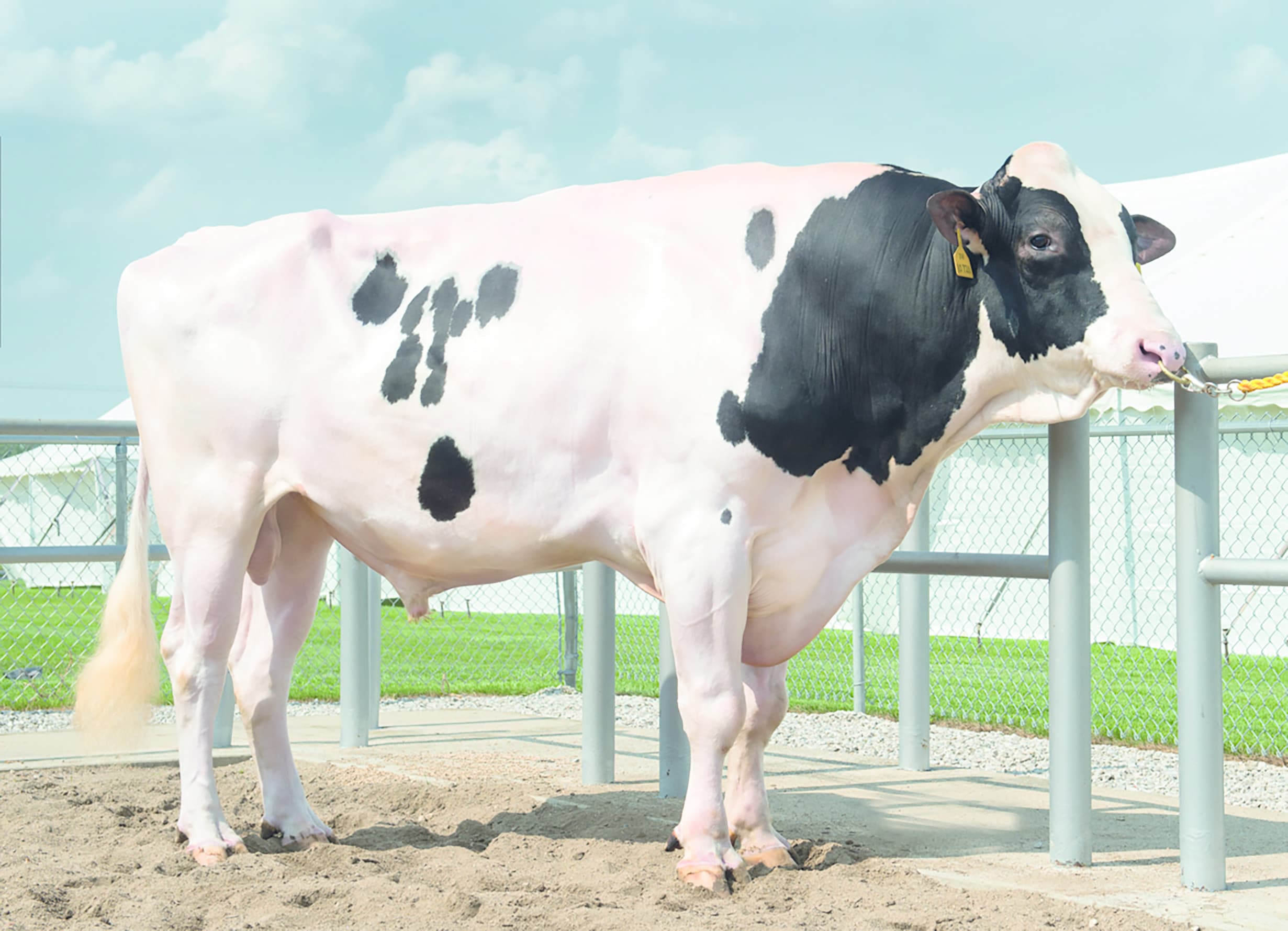 De-Su 521 Bookem in volle glorie bij het KI Station van Select Sires in Ohio. Foto: WWS