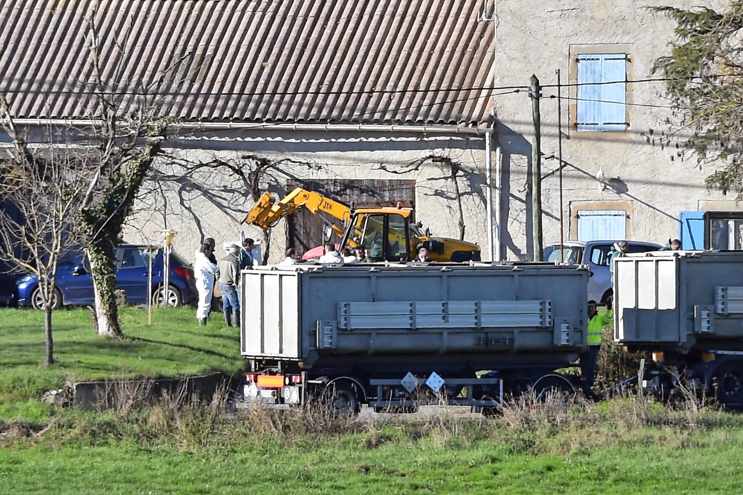 Een eendenfarm in zuidwest Frankrijk wordt geruimd - Foto: ANP