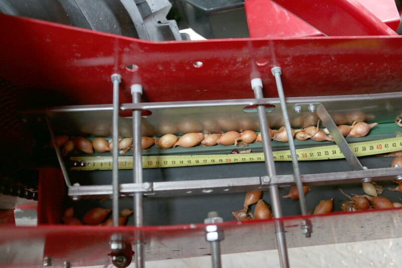 Met deze pneumatische planter werden twee demostroken aangelegd. Een met plantgoedmaat 14-21 op 21 uitjes per meter en 10-14 op 23 uitjes per meter. Na de eerste meters wordt gekeken of de uitjes naar wens worden geplant.