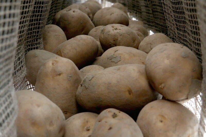 Dat geldt ook voor de Frieslanders die wel wat verder zijn. De Doré en Frieslander kunnen wel de grond in, maar het is ten aanzien van de grote van de kiem nog geen noodzaak. Deze twee rassen zijn bedoeld voor de vervroegde teelt onder plastic.