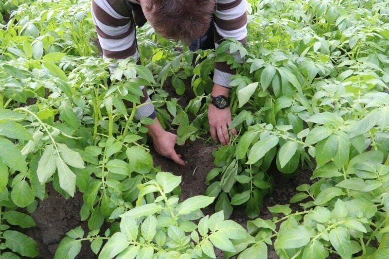 In het Frieslander-pootgoed zijn wel wat knollen met groeischeuren aangetroffen. Omdat die ontstaan als gevolg van plotselinge toename van vocht, na een droge periode, acht van Iwaarden het uitermate onwaarschijnlijk dat deze poters een kwalitatief mindere oogst zullen opleveren. De poters zien er wat minder uit maar dat heeft geen invloed op de nateelt.