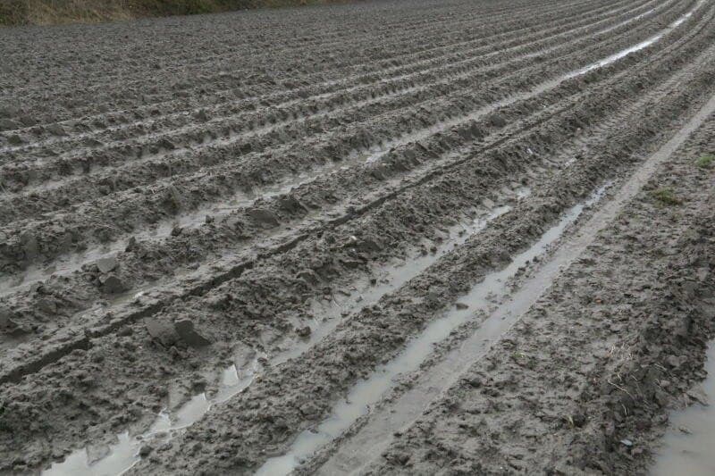 De knolvorming begint op gang te komen. Dat moet ook wel, want over een maand wil de teler de eerste aardappelen al oogsten. En met een maand of twee moet alles weg zijn om plaats te maken voor de zaadteelt.