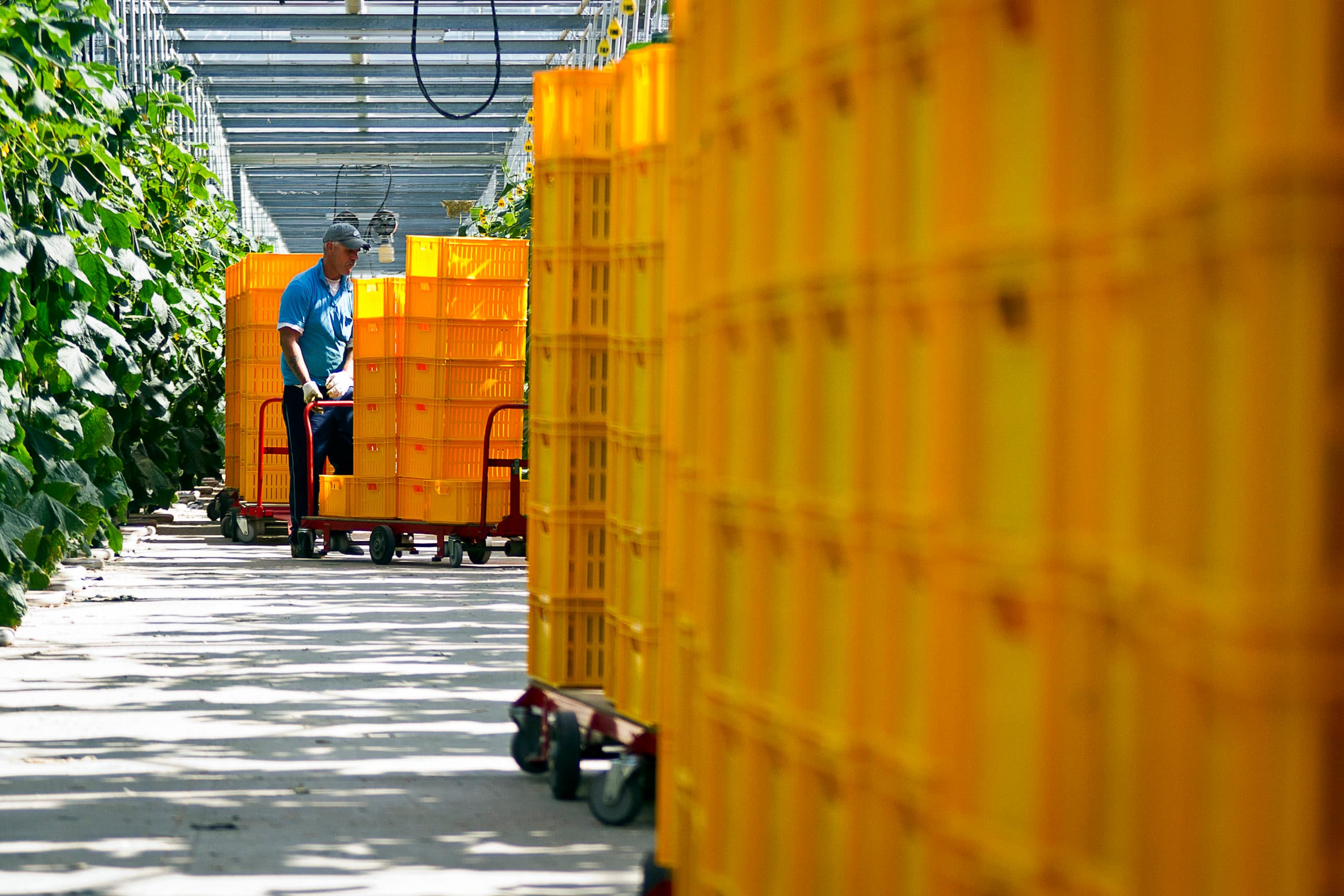 De goente- en fruitsector heeft meer geëxporteerd - Foto: ANP