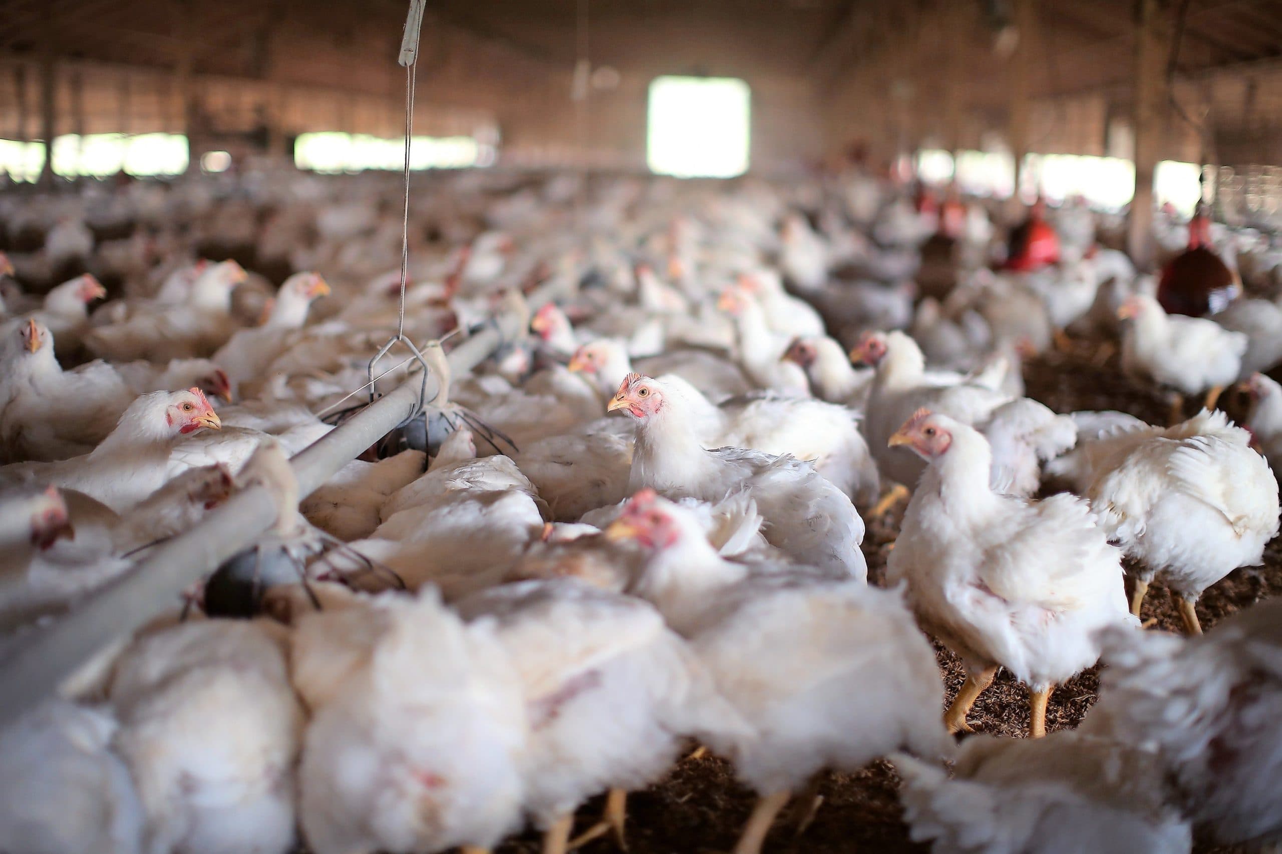 Kippen in een Amerikaans pluimveebedrijf. Pluimveehouders zouden door vier grote Amerikaanse verwerkers zijn 'uitgeknepen'. Foto: ANP