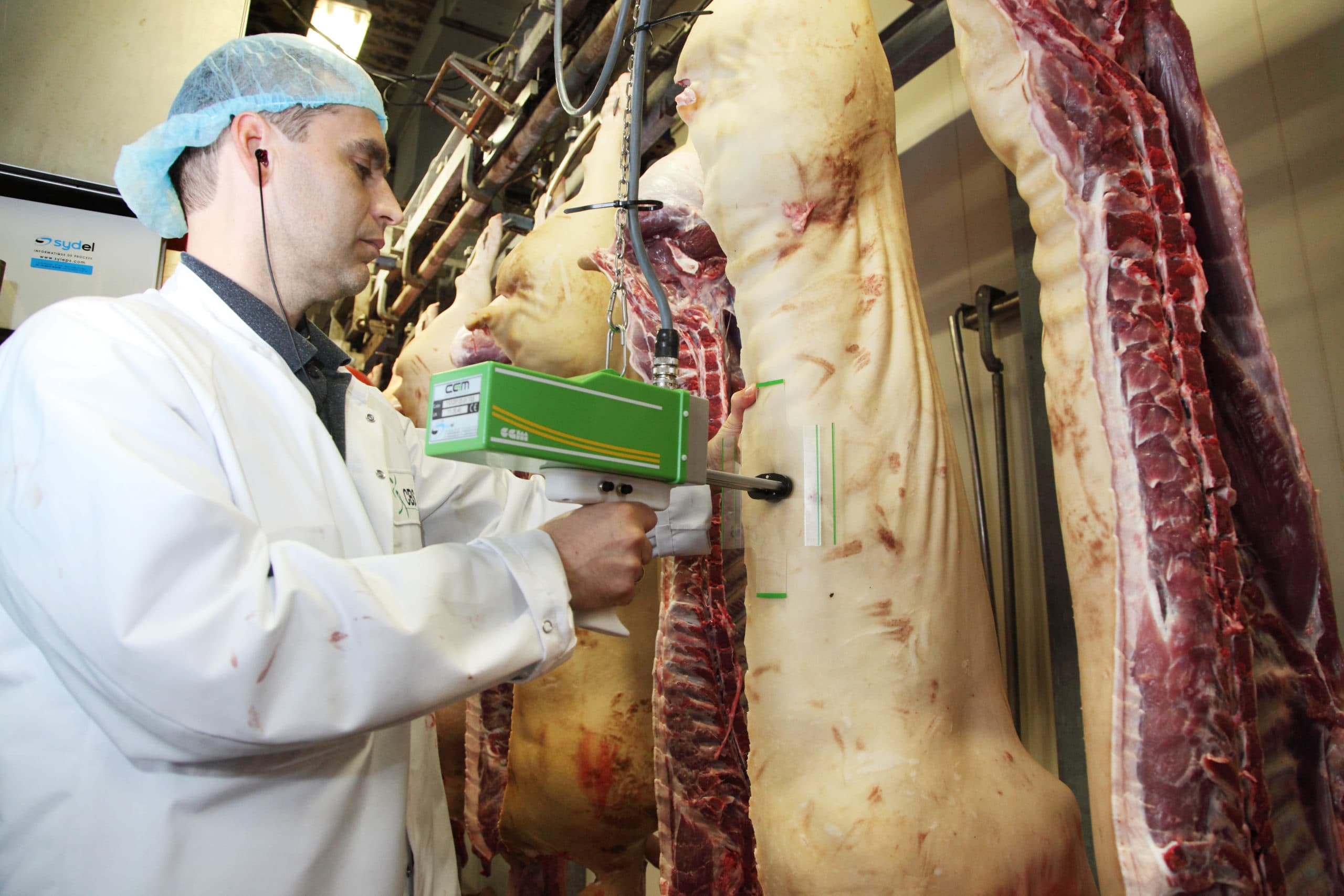 Classificeren van een varken. VPOV onderzoekt de relatie tussen prijs en kwaliteit. Foto: Herbert Wiggerman