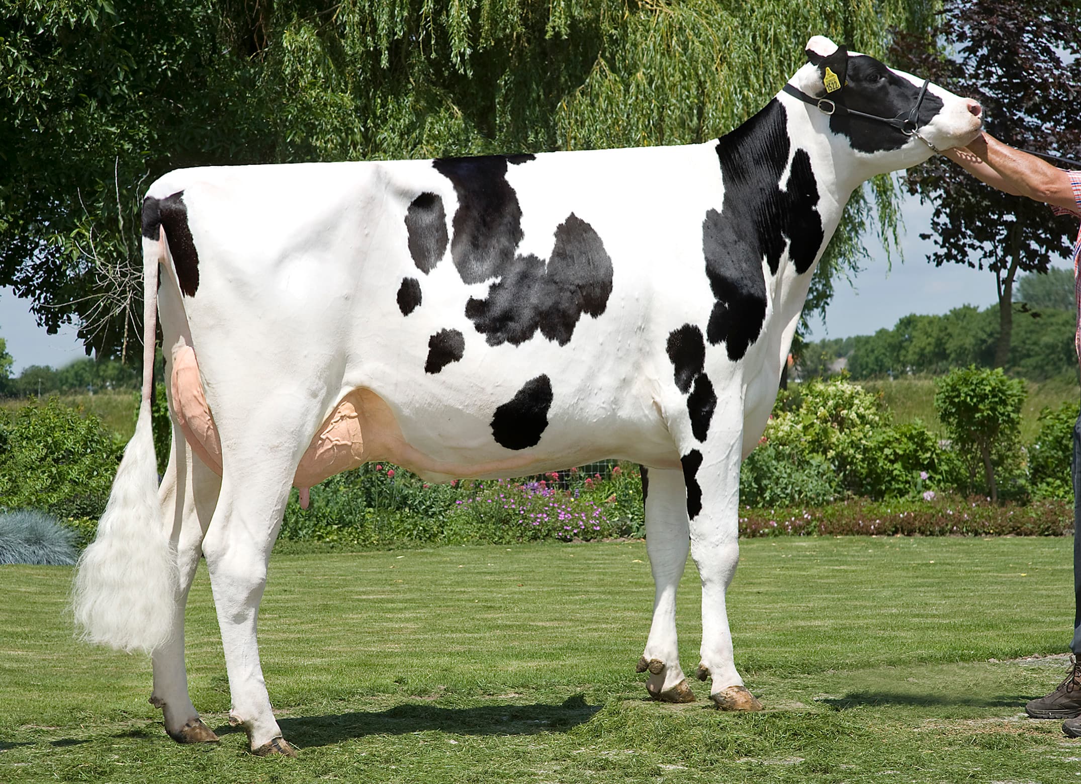Barnkamper Marilyn 381 is de moeder van Sylvester. Ze gaf in 305 dagen 10.906 kg melk met 3,65% vet en 3,37% eiwit.