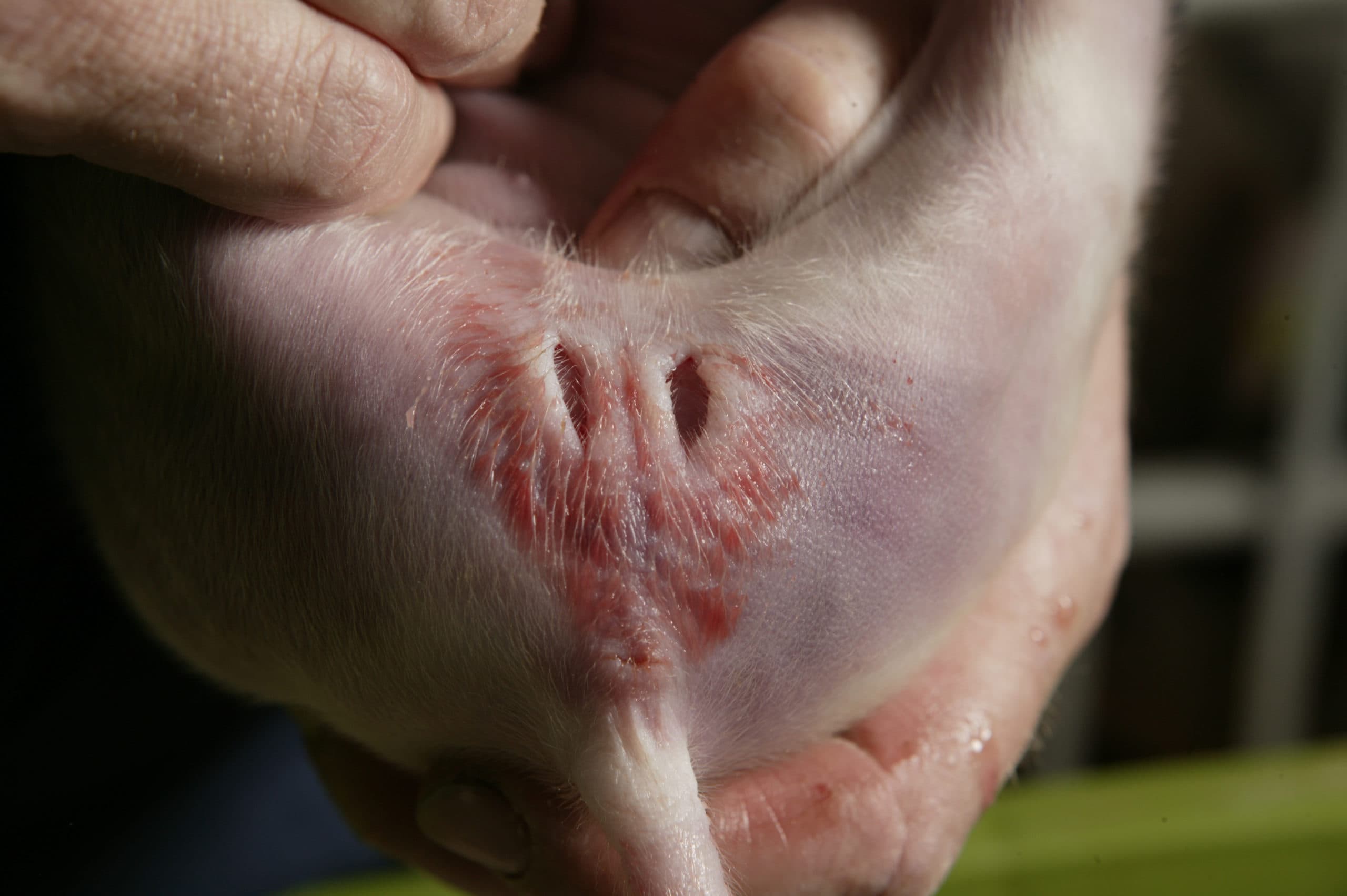 Pasgecastreerde big. In Duitsland is vanaf 2019 pijnbestrijding verplicht bij castratie. - Foto: Mark Pasveer