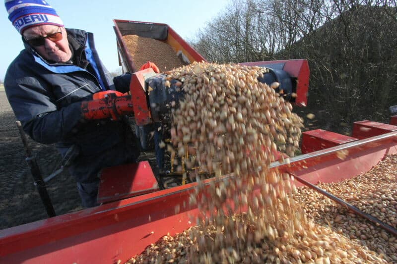 Terwijl Bevelander het eerste perceel plant, ploegt Den Boer het perceel waar de Lombardi in moet. Ook Lombardi ontwikkelt een fijn en redelijk diepgaand wortelstelsel, zodat droge periodes minder vat hebben op de ontwikkeling van de ui. De ploegvoor is zo vroeg in het jaar nog duidelijk niet droog, maar valt mooi uit elkaar, wellicht door de vorstperiode.
