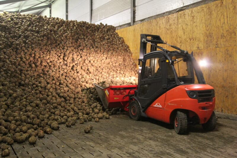 Met een shovelbak worden de knollen uit de bewaring gehaald om ze daarna in de stortbak van de schoner te storten.
