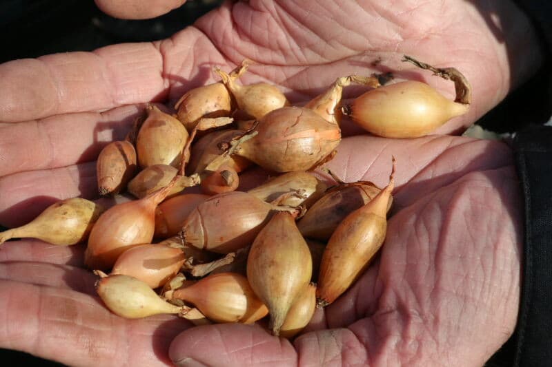 De voorvrucht op dit perceel was aardappel, zoals te zien aan de loofresten. De grond van dit perceel is wat zwaarder dan waar nu geplant wordt, maar de rulle structuur laat zien dat er een goed plantbed te maken is.