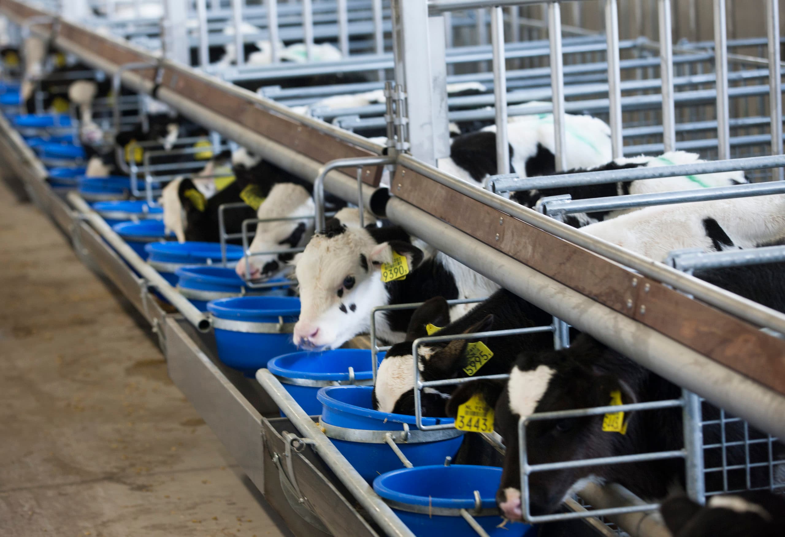 Kalveren in een mesterij. Melkveehouders zullen minder jongvee gaan aanhouden als gevolg van het fosfaatreductieplan. Foto: Hans Banus