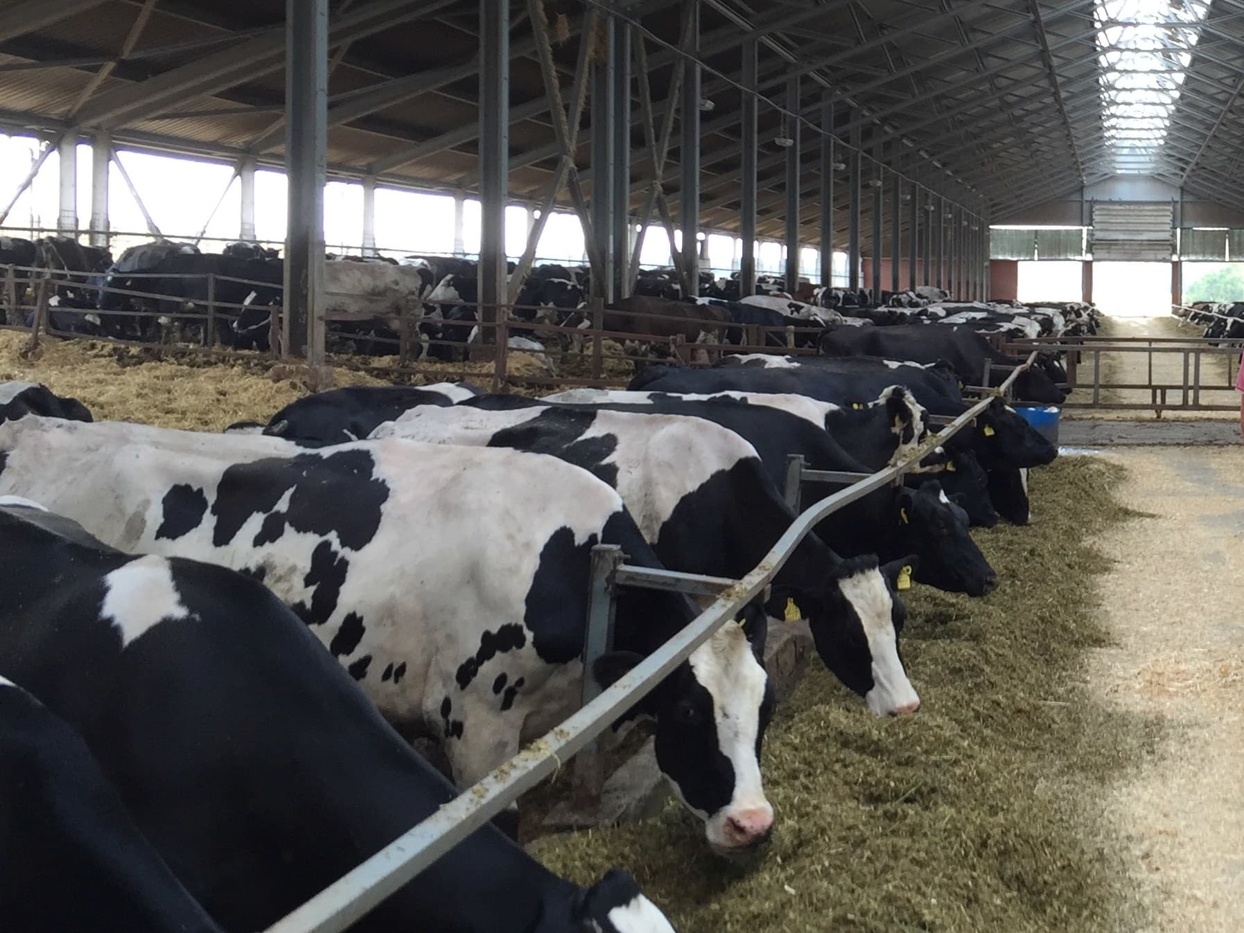 Zo hoorden de bezoekers de ervaringen van een Frans project. Er worden zo n 400 koeien gemolken die gemiddeld 30 kilogram daags produceren, maar het melkveebedrijf is nauwelijks winstgevend.