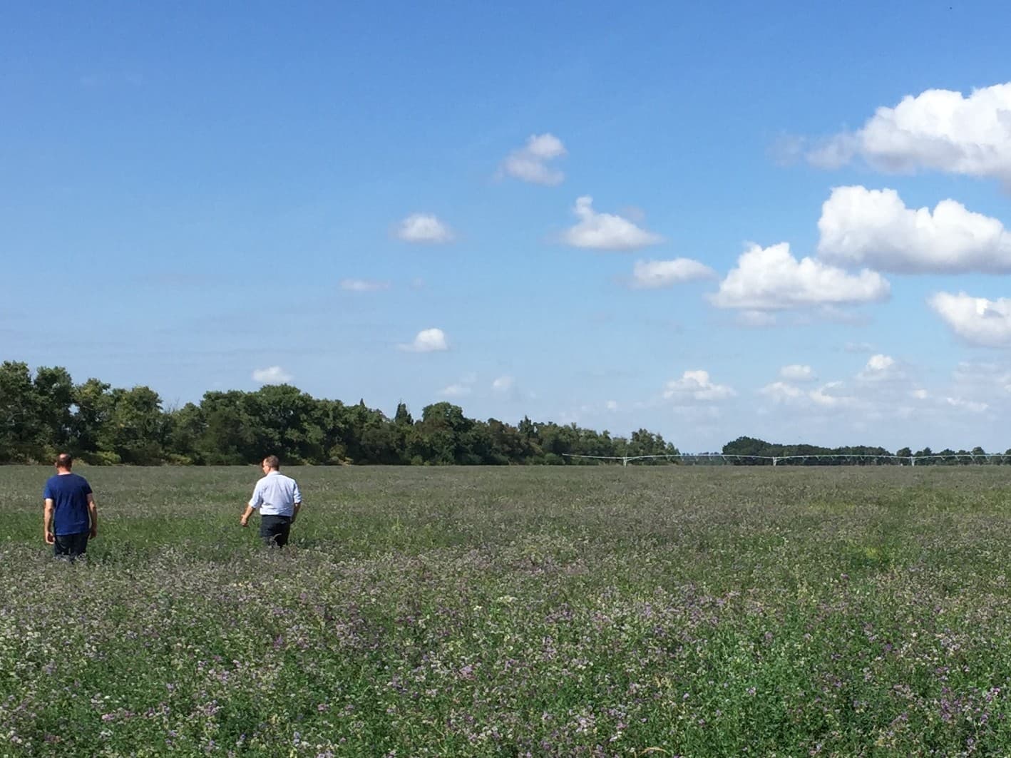 Oekraïne heeft een landklimaat. De zomers zijn warm en droog. De lucerne moet beregend worden, anders gaat het dood. Verder is er veel mais en zijn er zonnebloemen aanwezig.