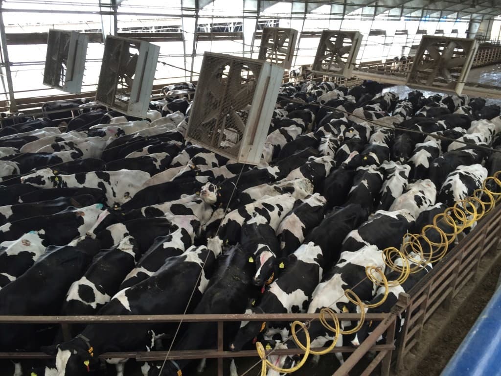 In eerste instantie ziet het er nog steeds indrukwekkend uit. Een grote wachtruimte waar de koeien met opdrijfhek voor de melkstal staan. Maar helaas zou de koppel koeien drie keer zo groot moeten zijn.