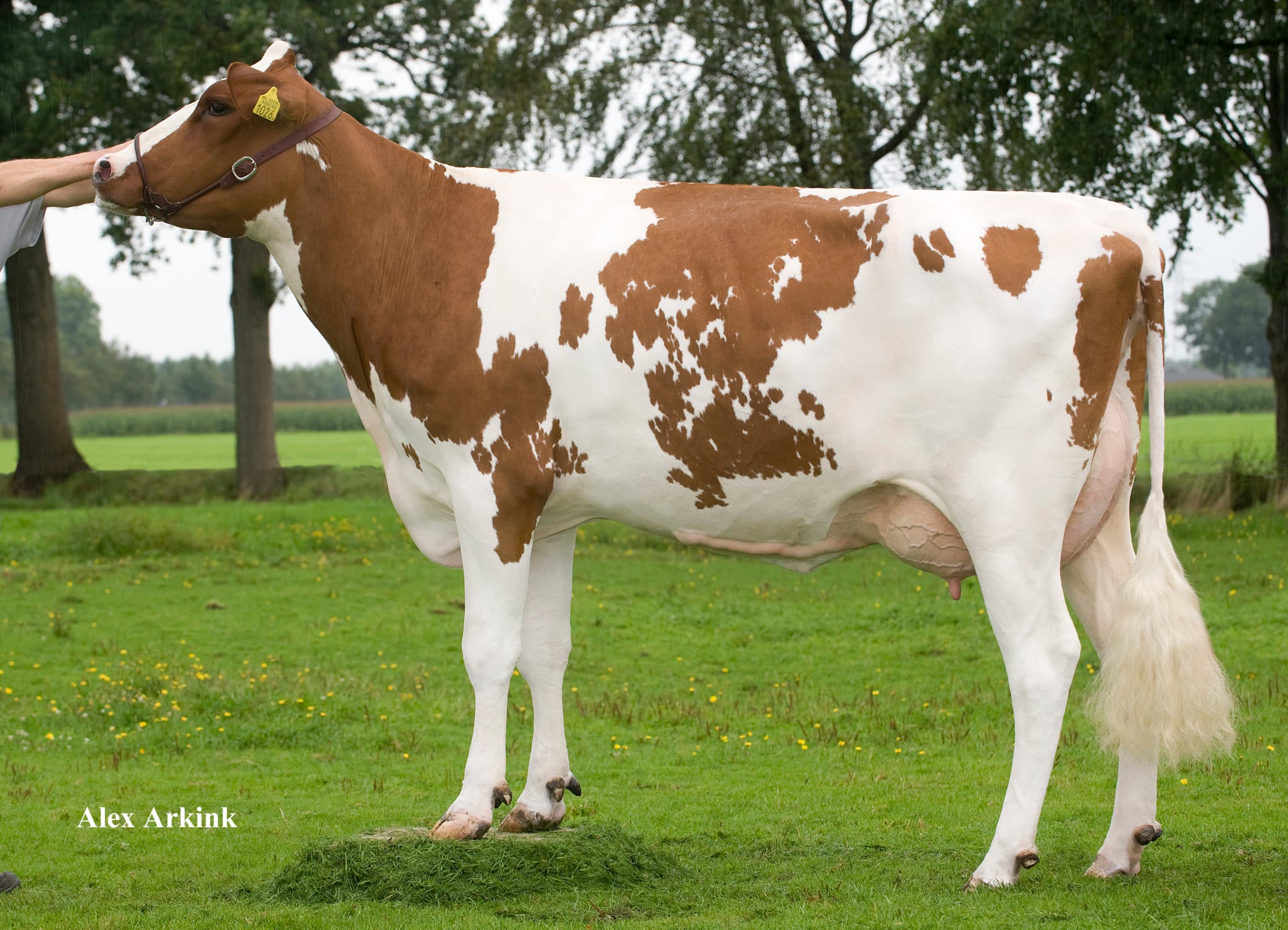 Een van de belangrijkste koeien voor de fokkerij op gebied van hoornloosheid van André Lutke Willink: Lawn Boy-dochter De Vrendt Janine P red. Foto: Alex Arkink