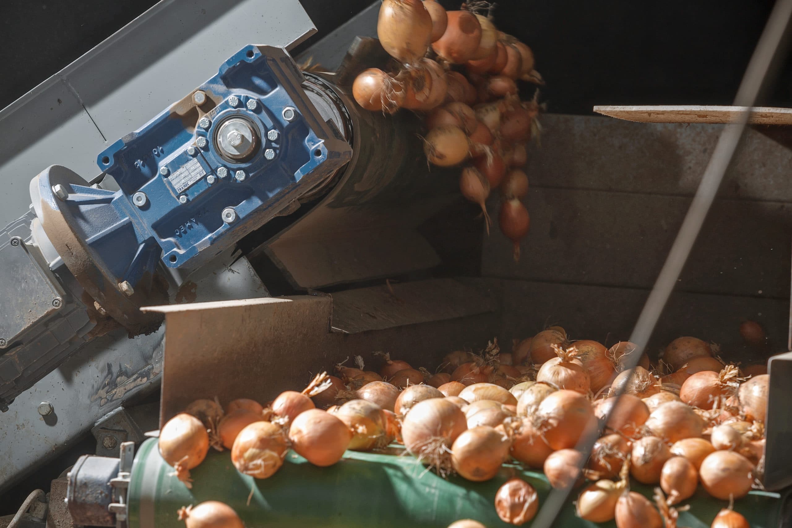 Foto: holland-onions.org