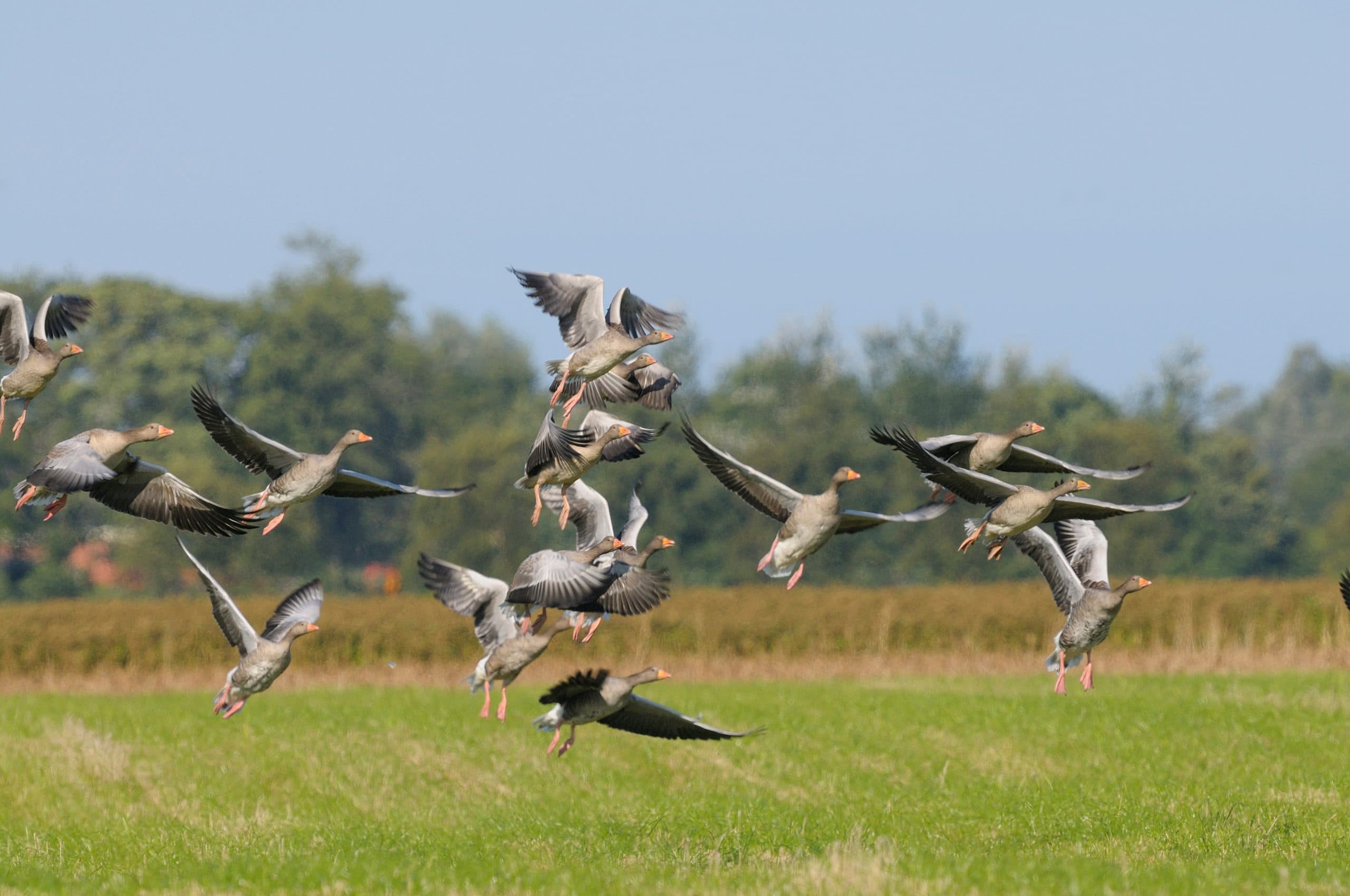 Grauwe ganzen. De grauwe gans veroorzaakt veel schade. Foto: Hans Hut