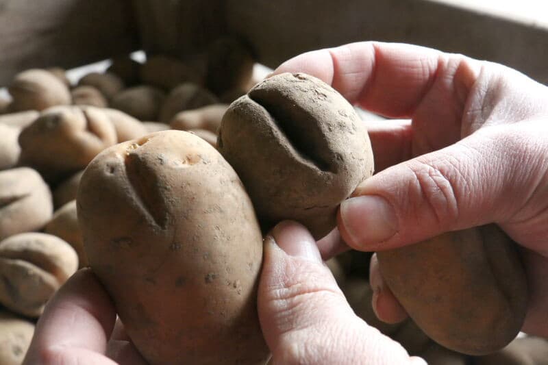 Een wat apart pootgoed is deze Jazzy. Dit is een aardappel voor een wat meer exclusieve bestemming. De voor consumptie gebruikte knollen zijn niet groter dan die van dit pootgoed.