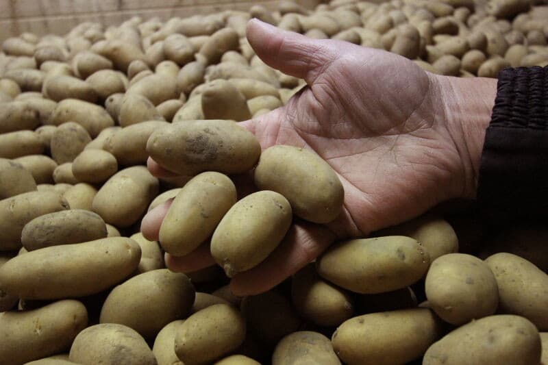 Samen met collega-pootgoedteler Koos van Gastel, ook uit Dreischor, heb ik een samenwerkingsverband op het gebied van de aardappelteelt. We telen onafhankelijk, maar we hebben de werktuigen zoals planter, rooier en sorteermachine gezamenlijk. Op deze manier werken onze bedrijven al enkele generaties samen en het bevalt prima , aldus Piet Jan van Langeraad.