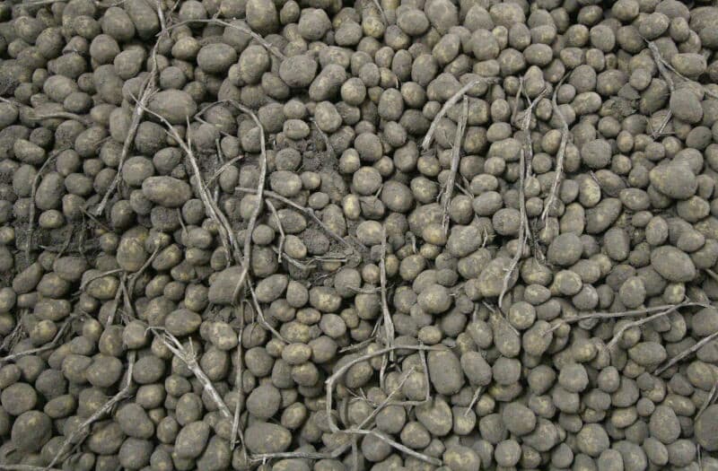 Bij het verlaten van de bunker wordt de tarra al gescheiden, in hoofdzaak loofresten, en gaat het pootgoed via opvoerband naar de sorteerunit.