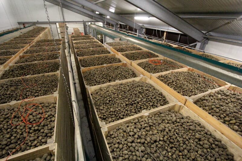 Een kist wordt met de kantelaar van de heftruck geleegd in de voorraadbunker, van waaruit het pootgoed het sorteertraject ingaat.
