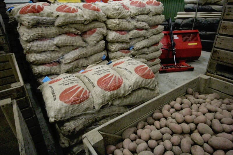 Met de inmiddels ongeveer 40 jaar oude Dijkstra-sorteerder kan op vijf maten worden gesorteerd. Nu wordt op vier maten gesorteerd. Van 28/35 tot 55/60. Alles boven de 60 gaat weg voor consumptie.