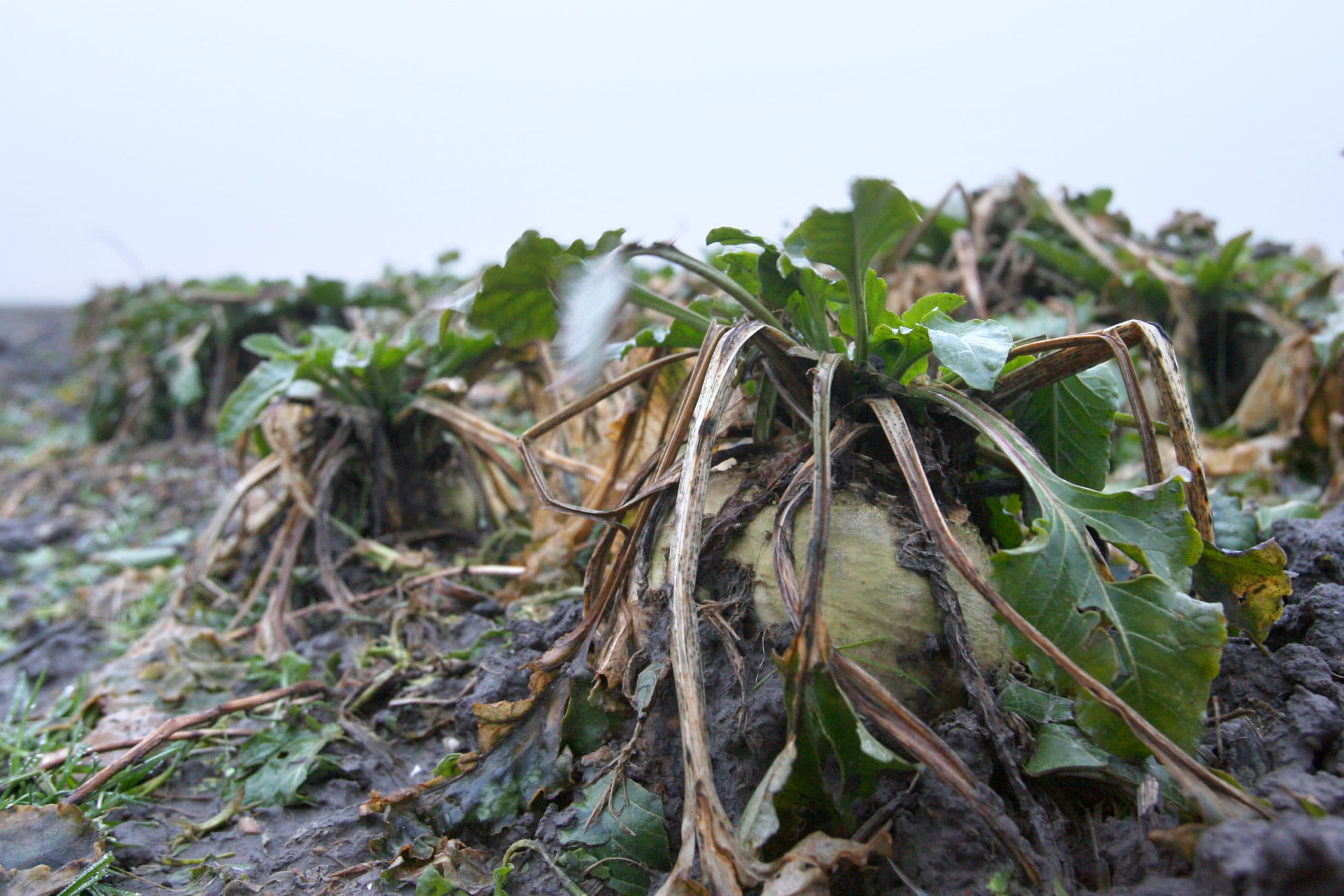 Premie vorstregeling Cosun dekt alle kosten - Foto: Peter Roek