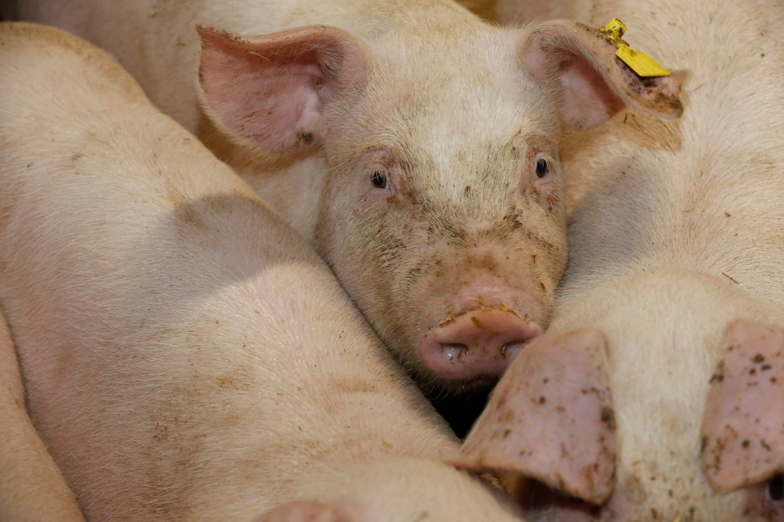 Varkensbedrijven profiteren onder meer van de hogere biggenprijzen. - Foto: Henk Riswick