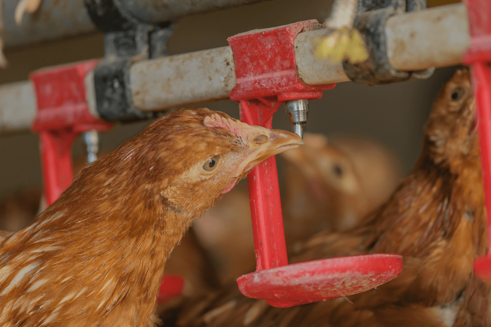 Weer bijdrage salmonella-enting - Foto: Marcel Berendsen