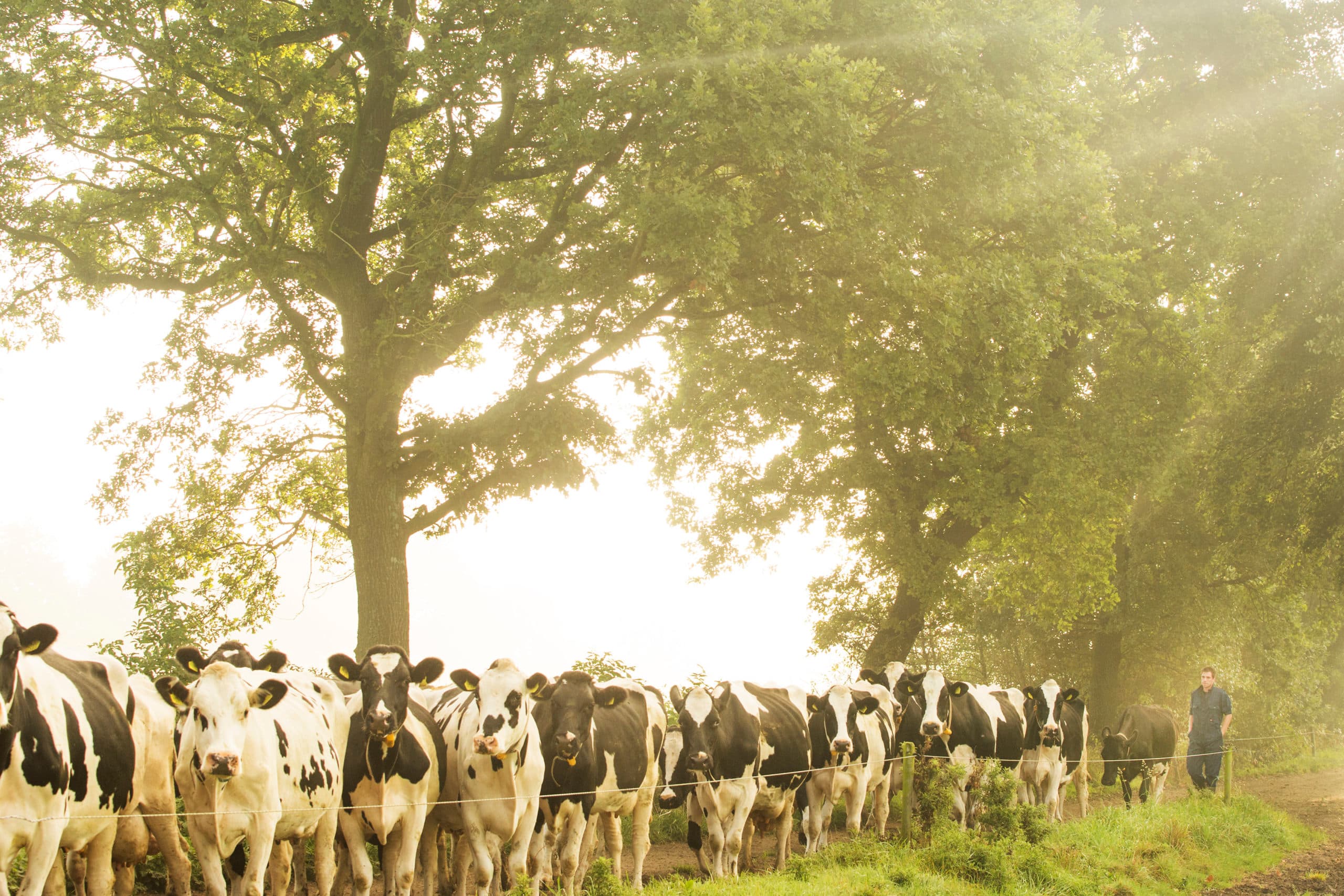 Grondgebonden landbouw als oplossing voor fosfaatproblematiek