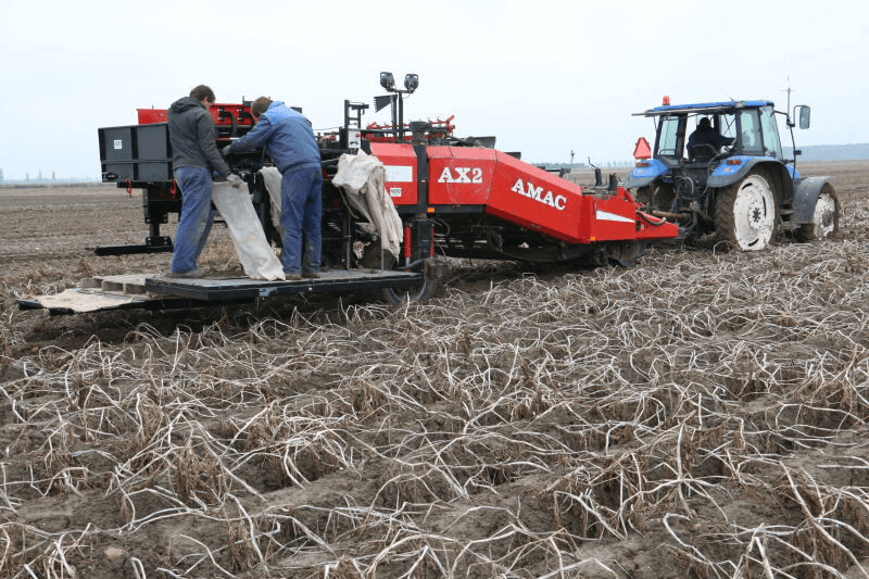 Aardappelproeven snel oogsten - Foto: Anton Dingemanse