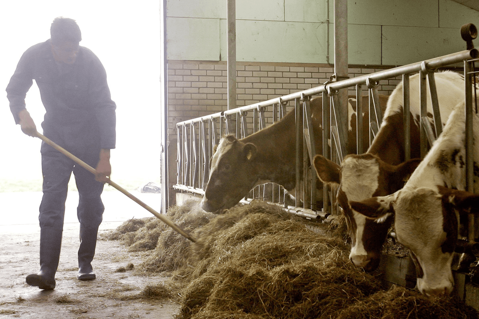 Onze stagiair is echte koeienboer - Foto: ANP