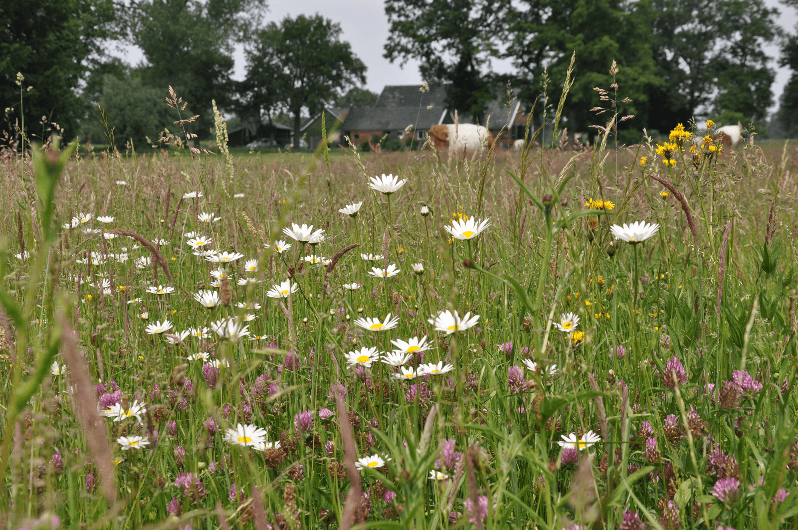 Ondernemers worden door de bloedmooie vrouw van het PBL geïnterviewd over hoe zij gebruik maken van 'natuurlijk kapitaal' als houtwallen, bodemvruchtbaarheid en kruiden in het gras. - Foto: Rob Geerts